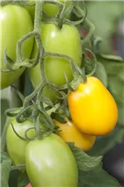 - Solanum lycopersicum 'Zitronentomate'  - Solanum lycopersicum 'Zitronentomate'