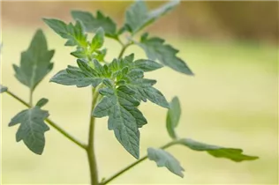 - Solanum lycopersicum 'Rundfrucht'  - Solanum lycopersicum 'Rundfrucht'