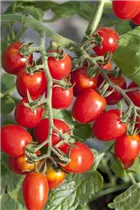  - Solanum lycopersicum, hängend