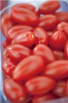 - Solanum lycopersicum 'San Marzano'  - Solanum lycopersicum 'San Marzano'