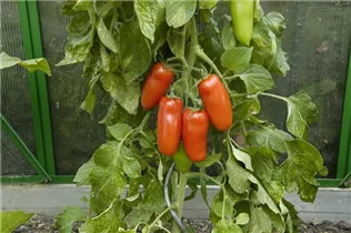 - Solanum lycopersicum 'San Marzano'  - Solanum lycopersicum 'San Marzano'