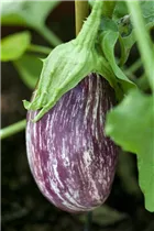  - Solanum melongena 'Angela'