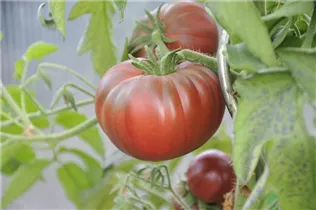 - Solanum lycopersicum 'Schwarze Krim'  - Solanum lycopersicum 'Schwarze Krim'