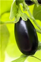  - Solanum melongena 'Diva'