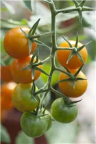  - Solanum lycopersicum 'Sungold F1'