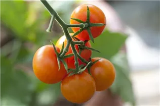  - Solanum lycopersicum 'Sungold F1'