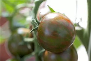  - Solanum lycopersicum 'Tiger'