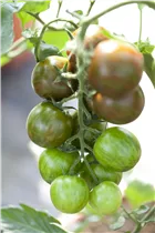  - Solanum lycopersicum 'Tiger'