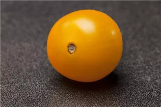 - Solanum lycopersicum var. cerasiforme  - Solanum lycopersicum var. cerasiforme