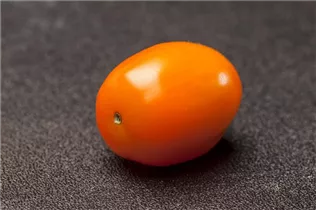 - Solanum lycopersicum var. cerasiforme  - Solanum lycopersicum var. cerasiforme