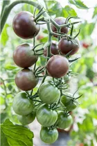  - Solanum lycopersicum var. cerasiforme 'Black Cherry'