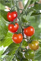  - Solanum lycopersicum var. cerasiforme 'Tomatoberry'
