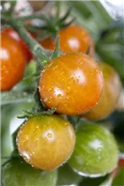 - Solanum lycopersicum var. cerasiforme 'Tomatoberry'