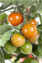  - Solanum lycopersicum var. cerasiforme 'Tomatoberry'