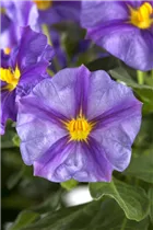 - Solanum rantonnetii 'Blue Fountain'  - Solanum rantonnetii 'Blue Fountain'