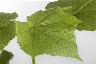 - Sparmannia africana  - Sparmannia africana