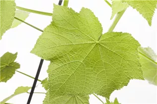 - Sparmannia africana  - Sparmannia africana