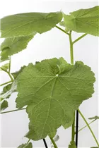 - Sparmannia africana  - Sparmannia africana