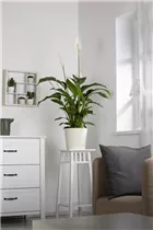 - Spathiphyllum floribundum 'Vivaldi'
