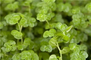 - Soleirolia soleirolii  - Soleirolia soleirolii