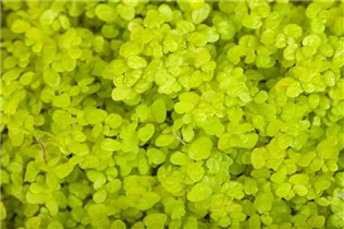 - Soleirolia soleirolii  - Soleirolia soleirolii