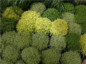 - Soleirolia soleirolii  - Soleirolia soleirolii