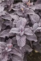  - Solenostemon 'Black Prince'