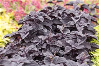  - Solenostemon 'Black Prince'