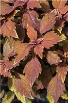  - Solenostemon 'Velvet Lace'