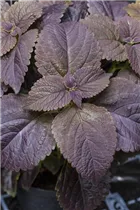  - Solenostemon 'Black Prince'