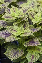  - Solenostemon 'Golden Dreams'