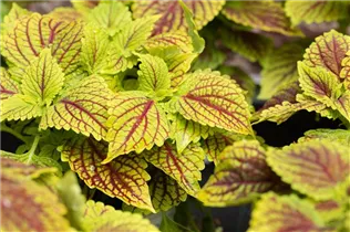  - Solenostemon 'Golden Dreams'