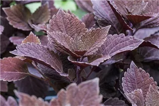  - Solenostemon 'Velvet Lace'