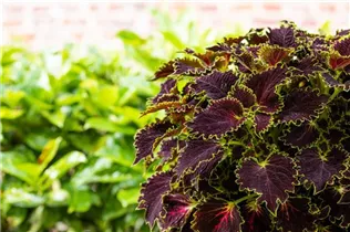  - Solenostemon 'Wicked Witch'