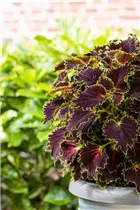  - Solenostemon 'Wicked Witch'