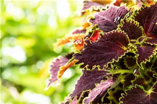  - Solenostemon 'Wicked Witch'