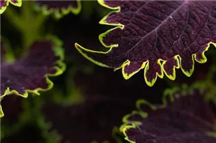  - Solenostemon 'Wicked Witch'