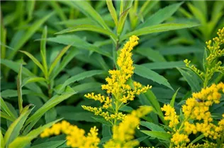  - Solidago canadensis 'Goldkind'