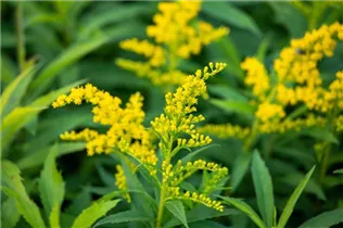  - Solidago canadensis 'Goldkind'