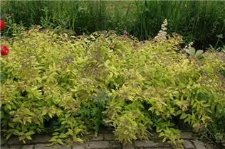  - Spiraea japonica 'Golden Princess'