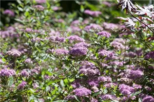  - Spiraea japonica 'Little Princess'