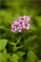  - Spiraea japonica 'Little Princess'
