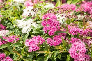  - Spiraea japonica 'Little Princess'