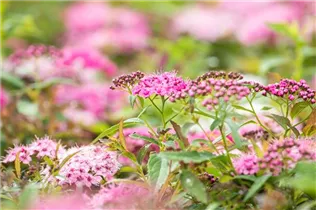  - Spiraea japonica 'Little Princess'