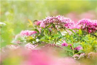  - Spiraea japonica 'Little Princess'