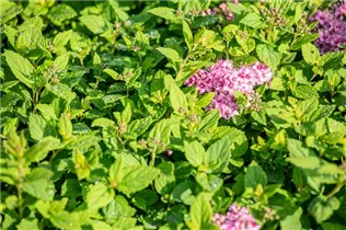  - Spiraea japonica 'Little Princess'
