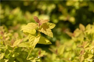  - Spiraea japonica 'Magic Carpet'®