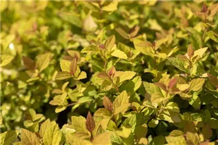 - Spiraea japonica 'Magic Carpet'®
