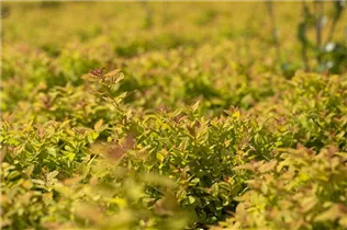  - Spiraea japonica 'Magic Carpet'®
