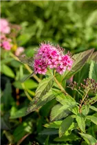  - Spiraea japonica 'Shirobana'